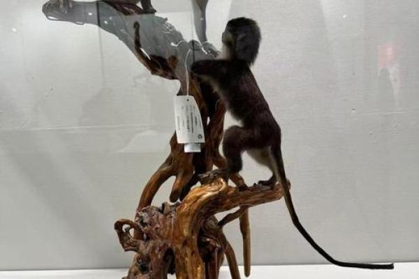 珍稀动物：每一命都是无价之宝