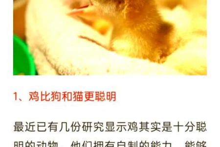 天禽为何无法排盘？揭秘背后的原因与真相