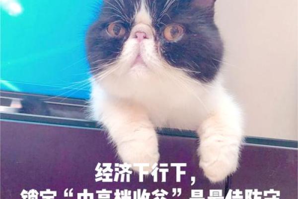 猫猫命理能预测未来吗？让我们一起探讨