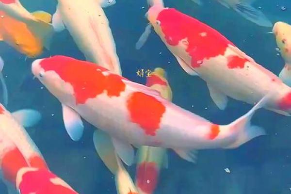福星高照，运势飙升揭秘福星入命的神奇力量