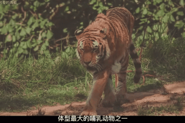 森林之王：揭秘老虎的神秘魅力