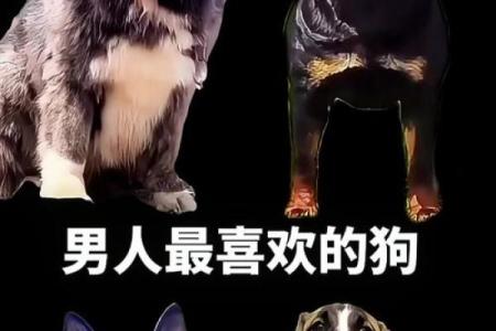 狗界佳话：男狗配对，幸福指数飙升
