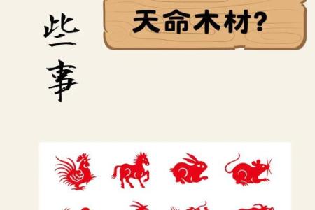 生肖之谜：揭秘韧背后的生肖传奇