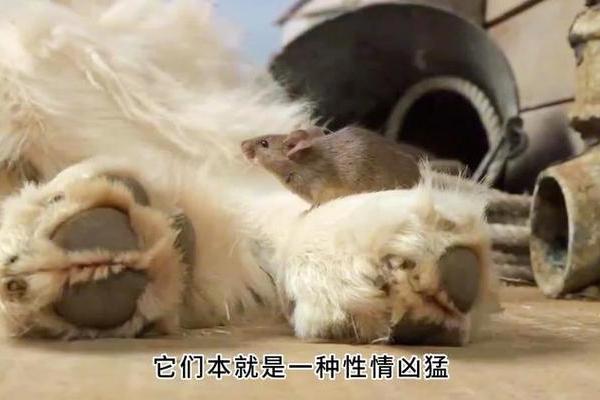 蛇鼠争锋，生肖大战一触即发