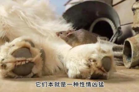 蛇鼠争锋，生肖大战一触即发