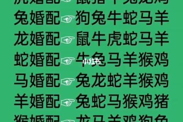 狗年最佳伴侣：揭秘哪个生肖与狗狗最配