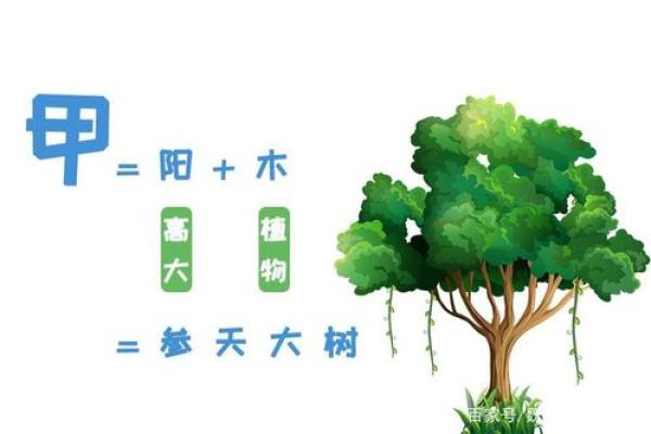 探秘天干木：如何理解五行中的木元素