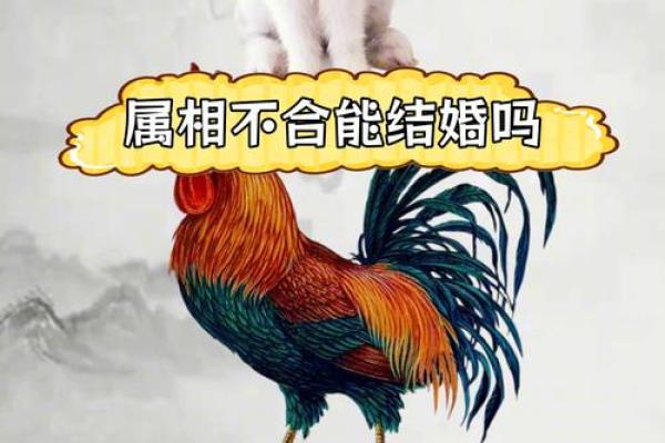 生肖兔的爱情秘籍：揭秘与谁相配最幸福？
