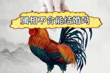 生肖兔的爱情秘籍：揭秘与谁相配最幸福？