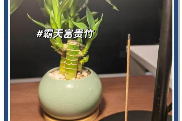 牛年办公风水必备：旺运招财，财运亨通风水布局秘籍