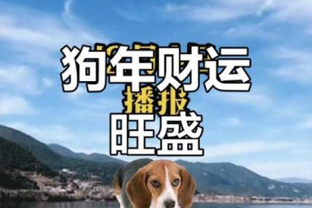 狗年旺运：生肖狗的最佳搭配大揭秘