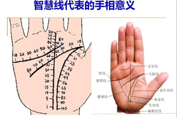 手相智慧线分叉暗示的惊人运势，揭秘你的天赋与命运