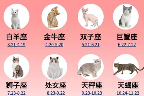 十二星座萌宠壁纸，萌化你的每一天