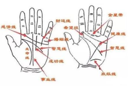 揭秘手相中的神秘‘父’字，财运、健康、爱情全掌握