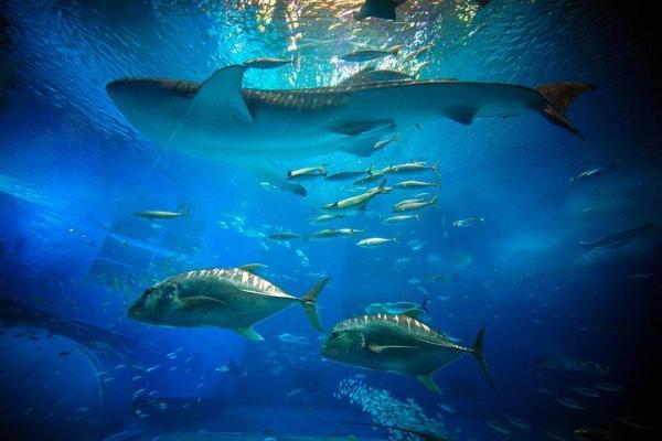 探秘水族狂欢：揭秘神秘水族节庆的独特风情