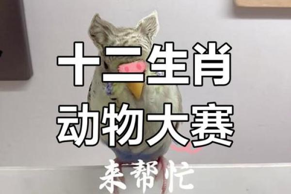 十二生肖大比拼：机智生肖谁是冠军？