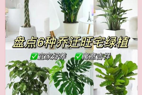 植物摆放风水秘籍：打造旺财旺运的家居绿意空间