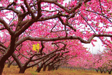 揭秘：二月猴，桃花纷飞命，揭秘你的爱情密码