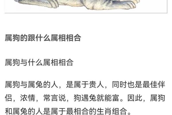 属狗与属龙：天生绝配，揭秘最佳拍档