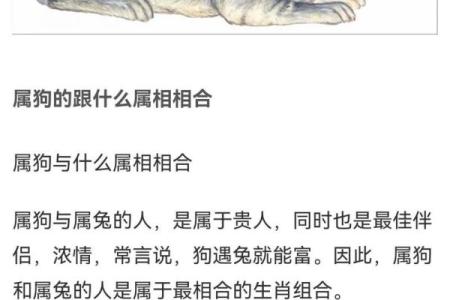 属狗与属龙：天生绝配，揭秘最佳拍档