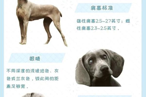 功勋卓著的生肖狗：守护荣耀的忠诚猎犬