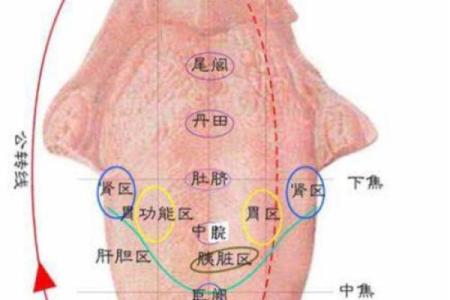 麻衣神相传世秘籍：喉结痣的惊人预兆，你了解多少？