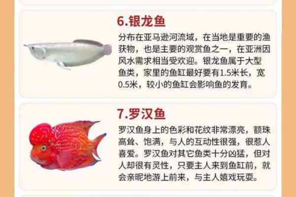 风水秘籍：金鱼养殖数量揭秘，助力家中风水大变样