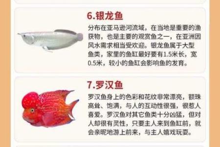 风水秘籍：金鱼养殖数量揭秘，助力家中风水大变样