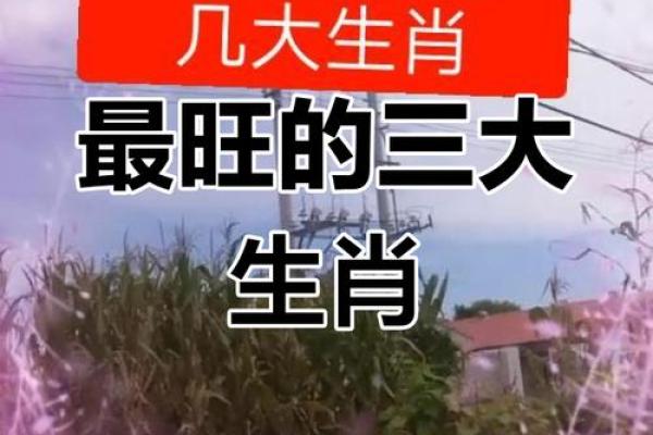 生肖之最：揭秘哪个生肖最厉害