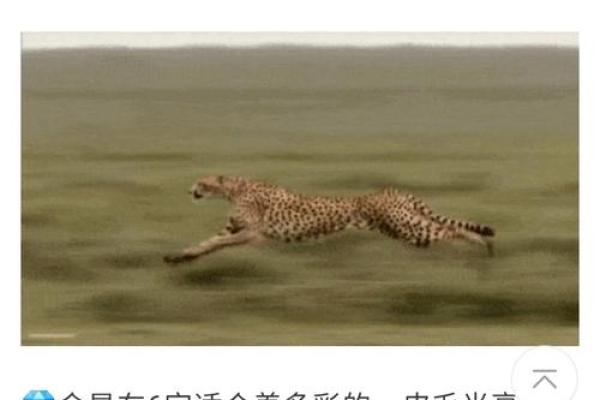 猴龙组合大揭秘：缘分深浅，运势高低，一探究竟