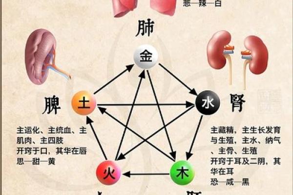 暖五行属什么？揭秘五行中的神秘力量