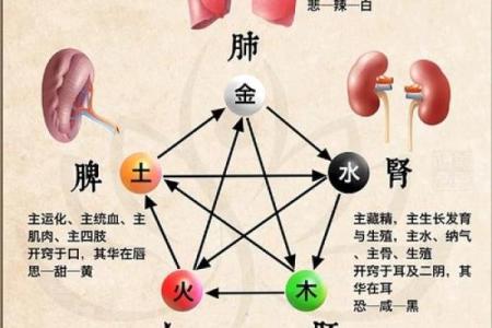 暖五行属什么？揭秘五行中的神秘力量
