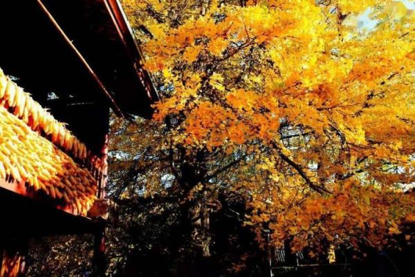 探秘金秋，揭秘10月黄道节日独特名俗大揭秘