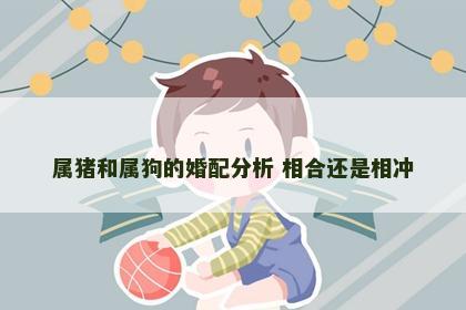 属猪和属狗的婚配分析 相合还是相冲