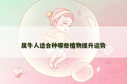 属牛人适合种哪些植物提升运势