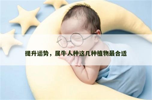 提升运势，属牛人种这几种植物最合适